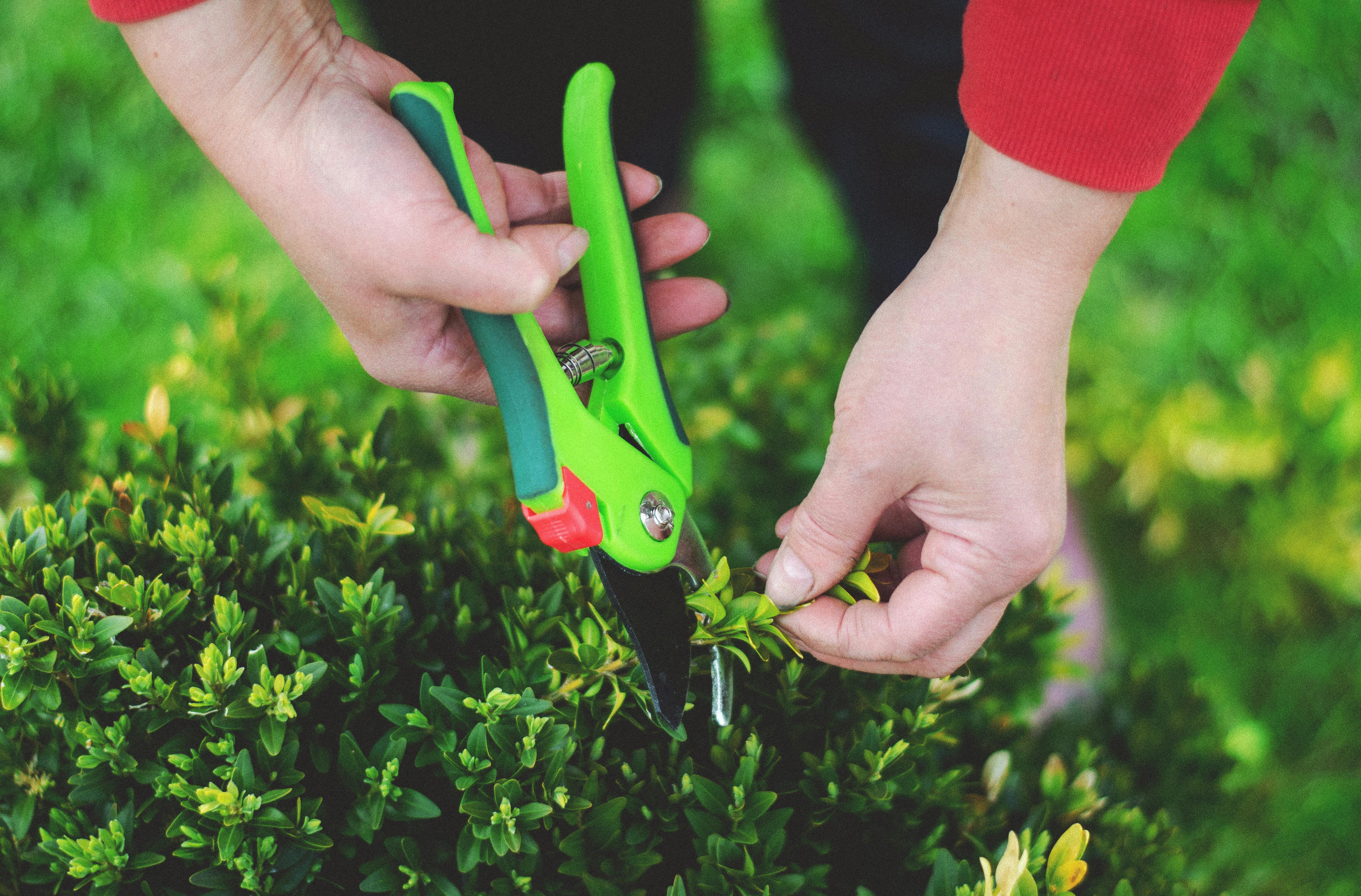 Yard Maintenance